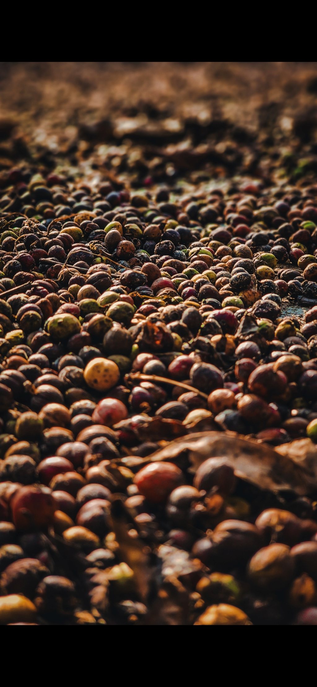 Coffee drying detail at Wodgal Estate