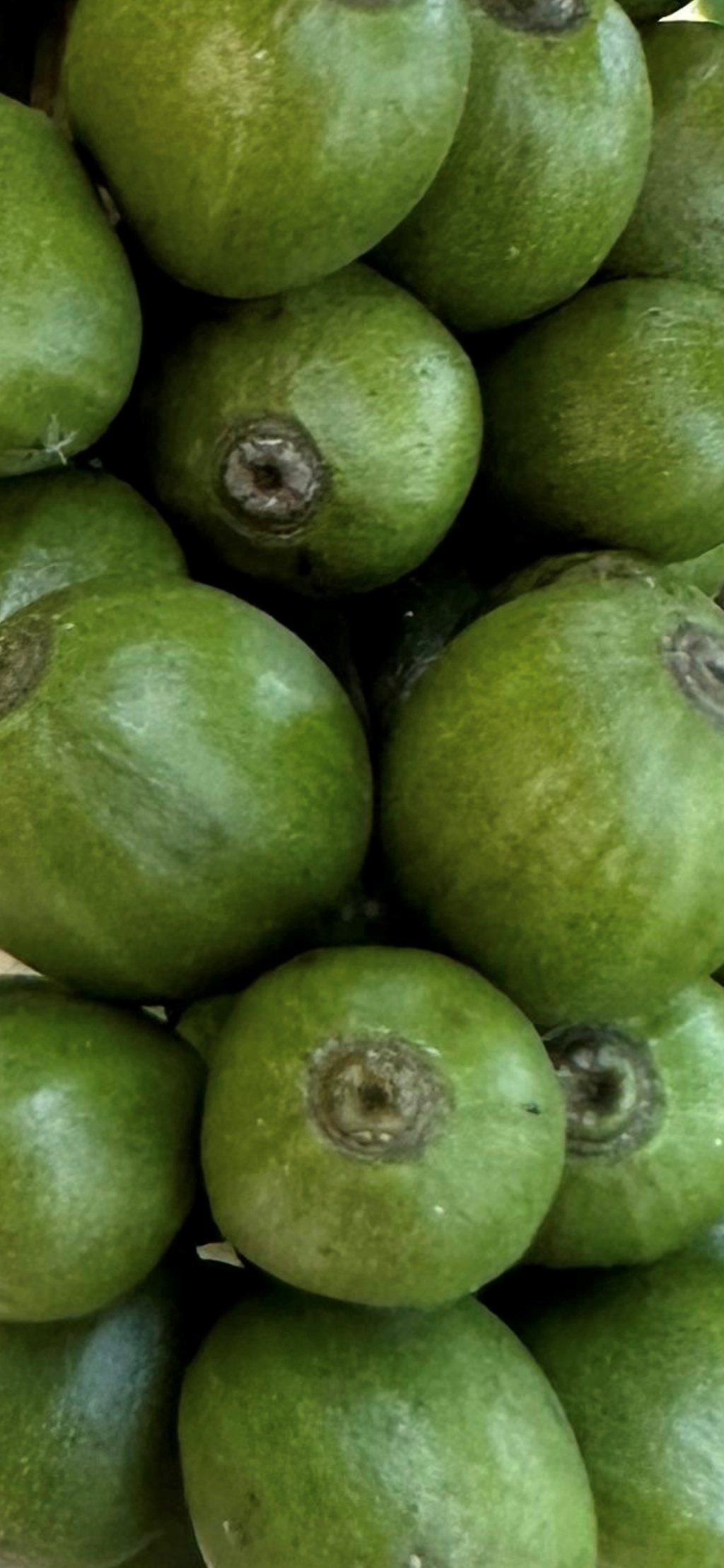 Green coffee bean detail at Wodgal Estate
