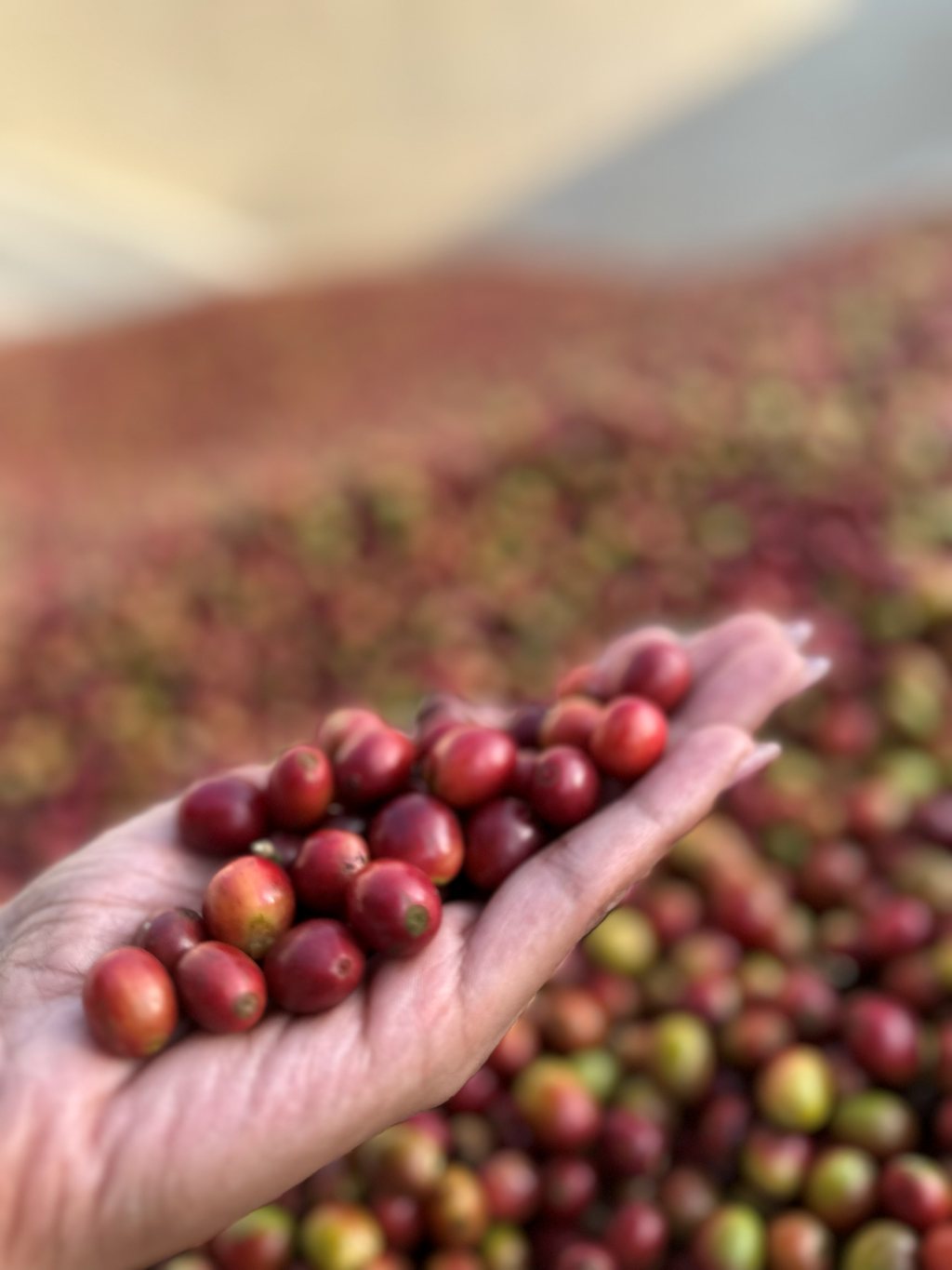 Red coffee bean detail at Wodgal Estate